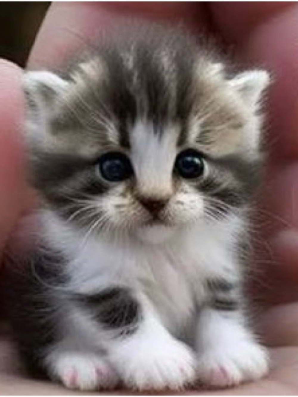 Meet your Posher, Roxy